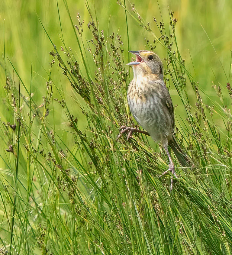 Nelson's Sparrow
