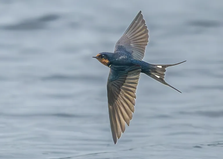 Barn Swallow