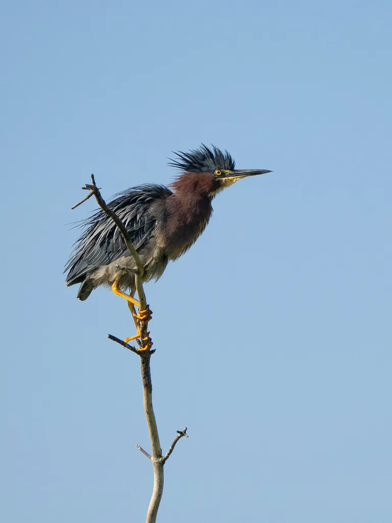 Green Heron