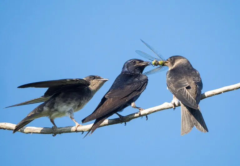 Purple Martin