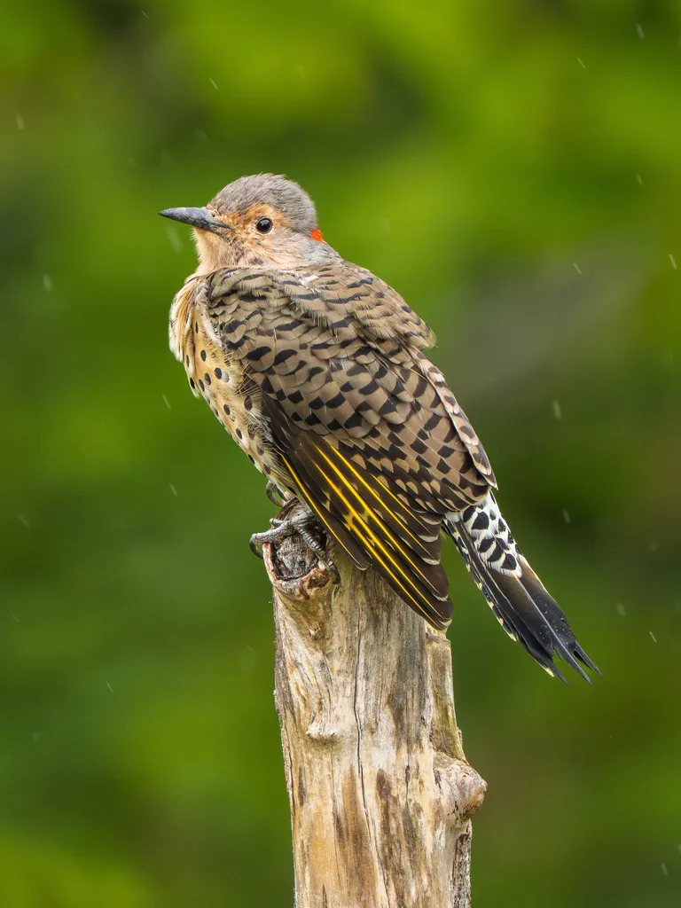 Northern Flicker