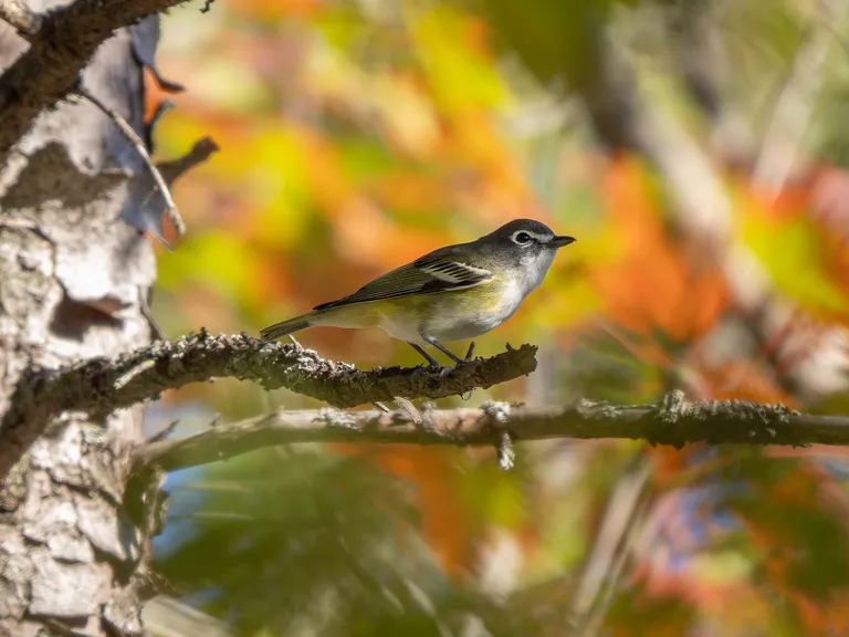 Blue-headed Vireo