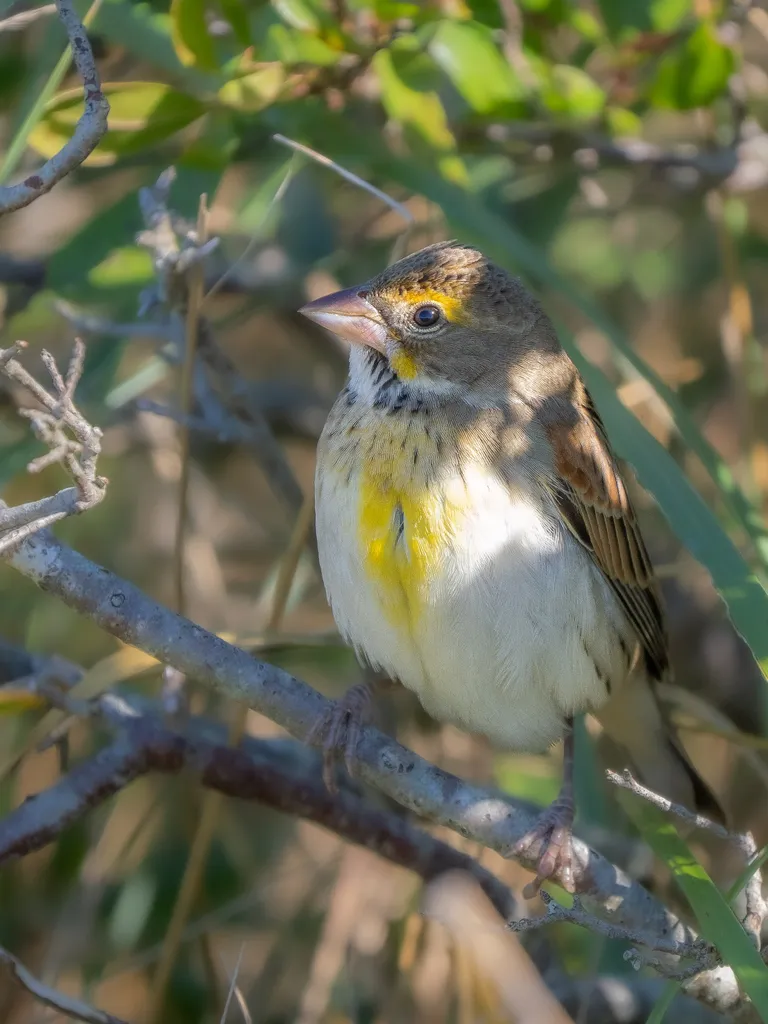 Dickcissel