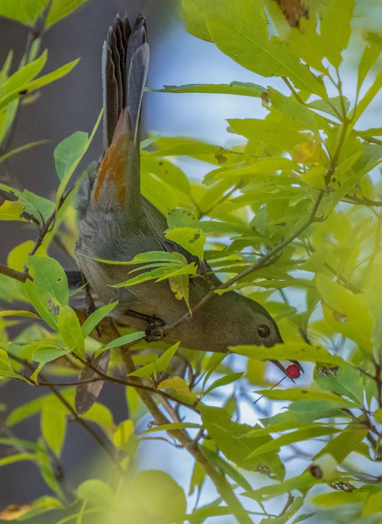 Gray Catbird