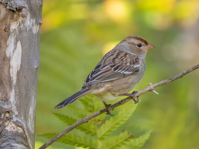 White-crowned Sparrow