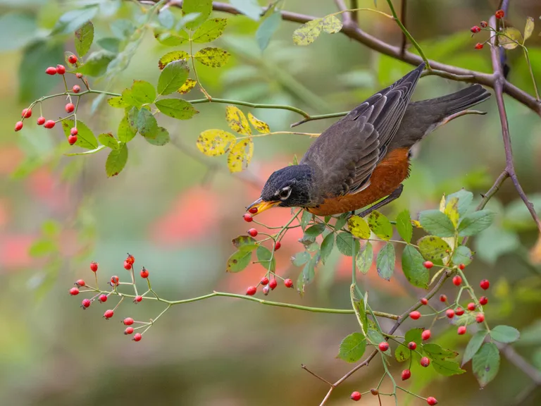 American Robin