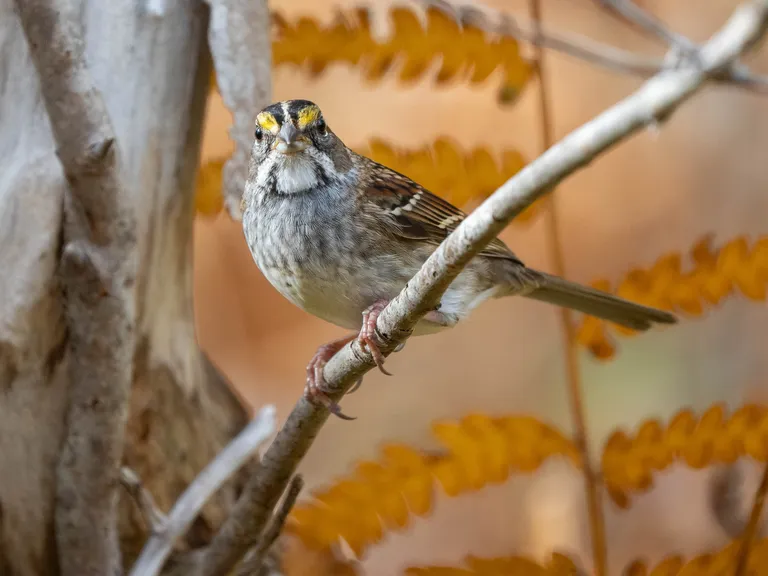 White-throated Sparrow