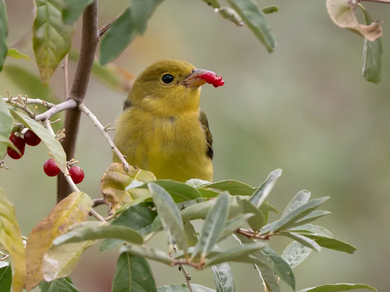 Scarlett Tanager