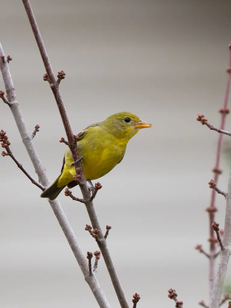 Western Tanager