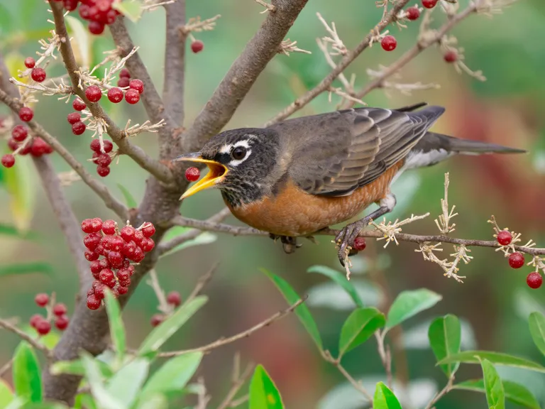 American Robin