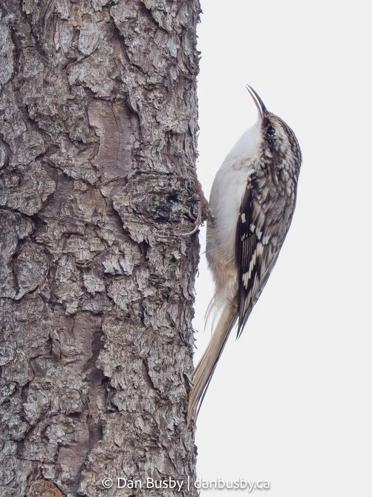 Brown Creeper