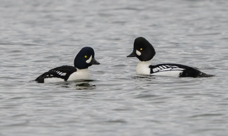 Barrow's (left) and Barrow's/Common Goldeneye hybrid (right)