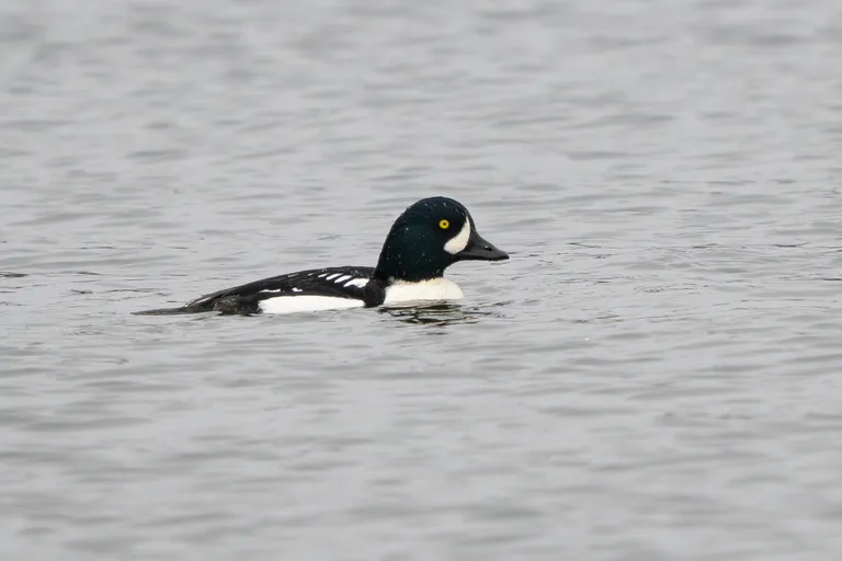 Barrow's Goldeneye