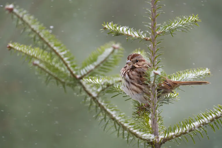 Song Sparrow