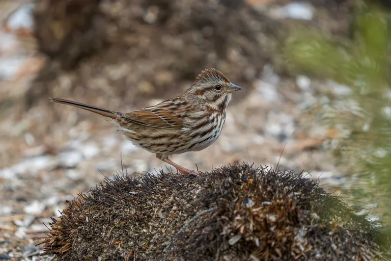 Song Sparrow