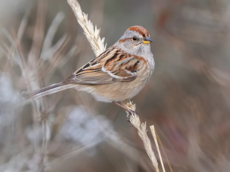 American Tree Sparrow