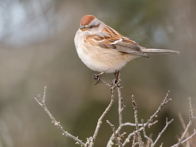 American Tree Sparrow