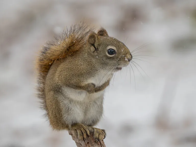 Red Squirrel
