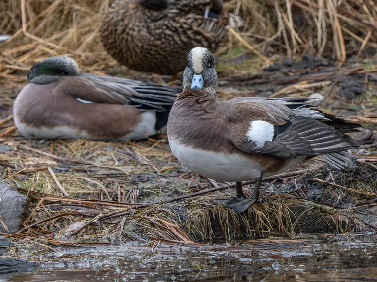 American Wigeon (male)