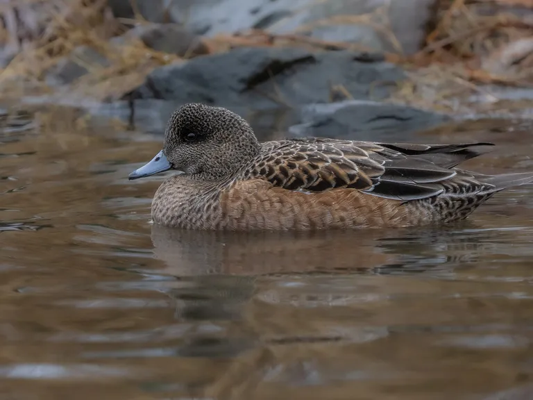 American Wigeon (female)