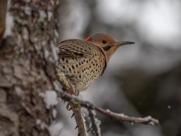 Northern Flicker (male)