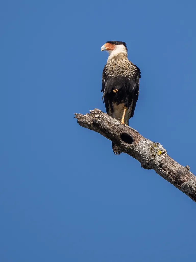Crested Caracara