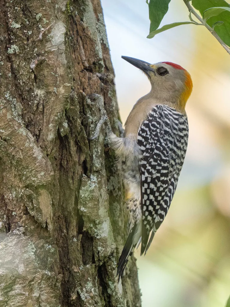 Hoffman's Woodpecker