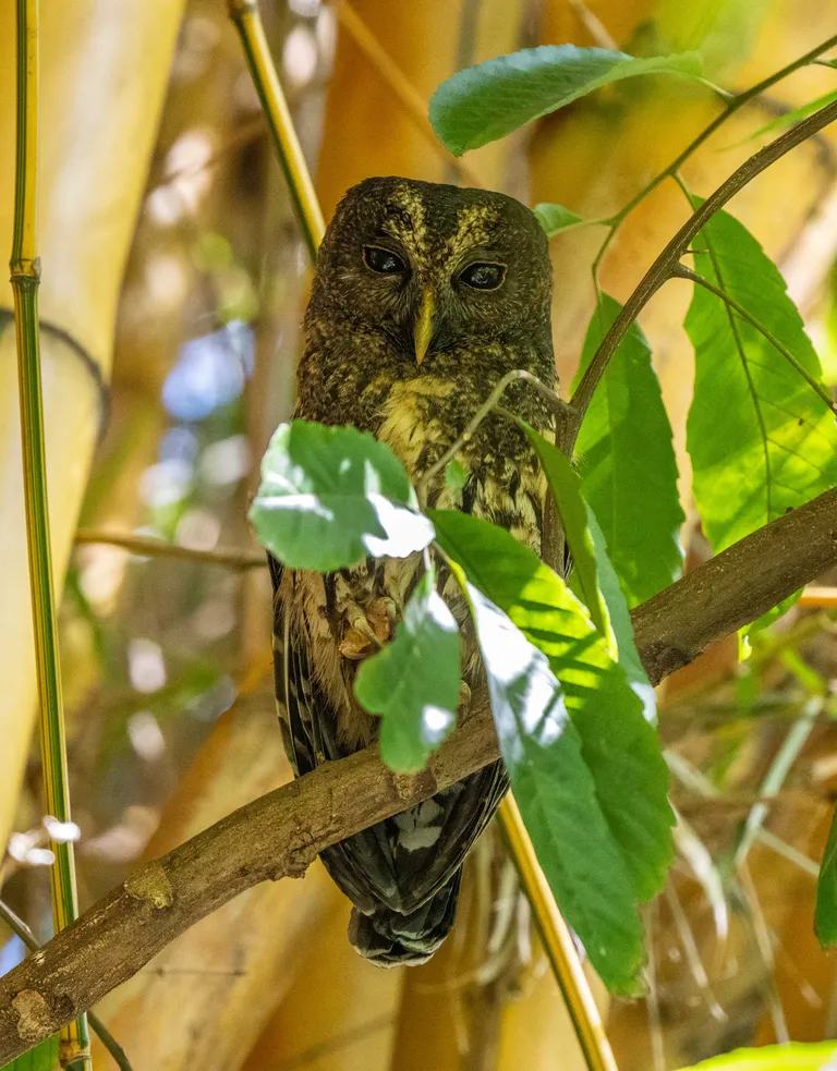 Mottled Owl