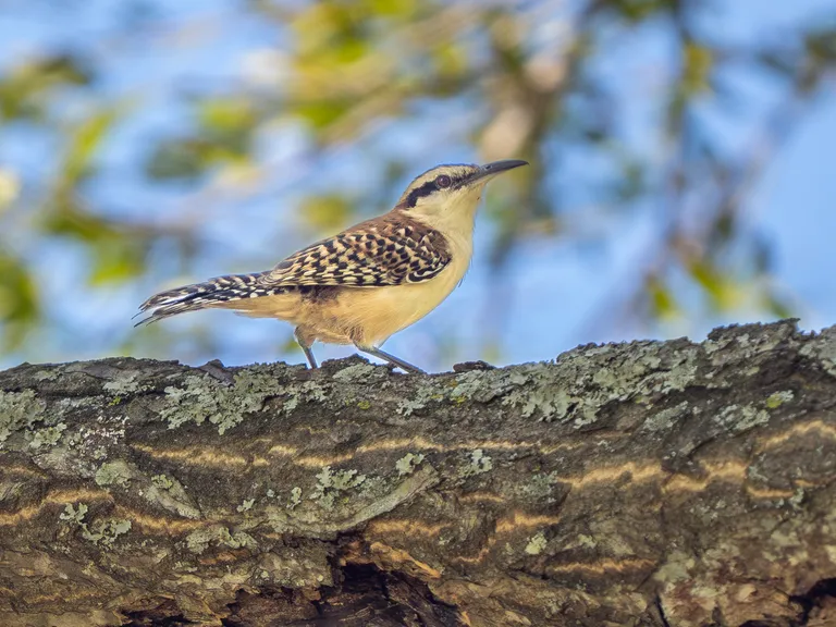 Rufous-naped Wren
