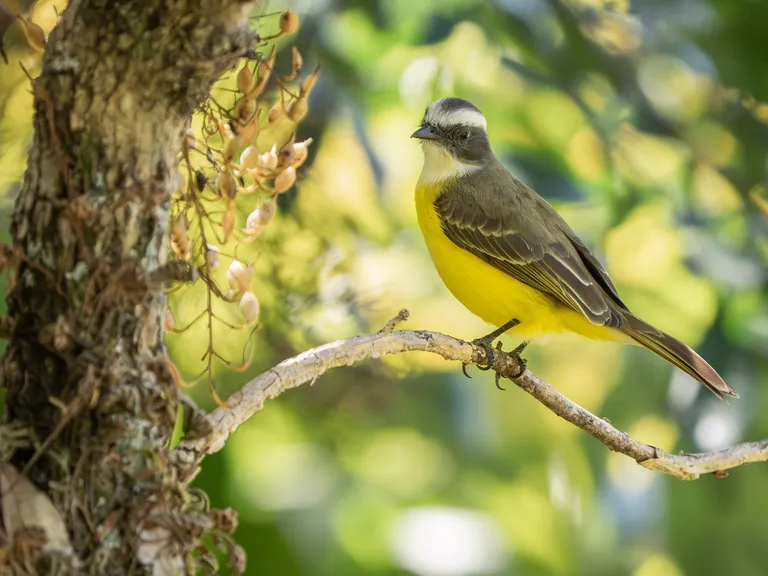 Social Flycatcher