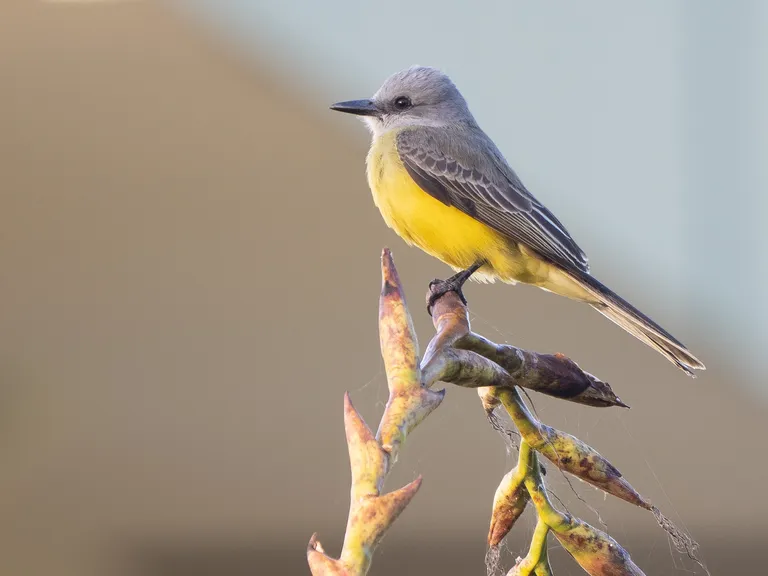Tropical Kingbird