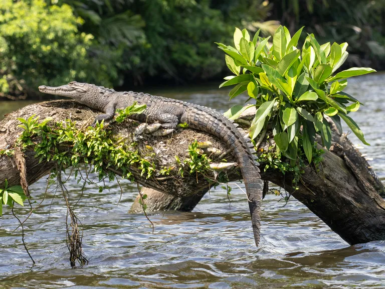 Crocodile