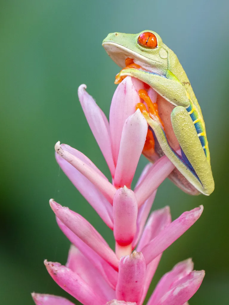 Red-eyed Treefrog