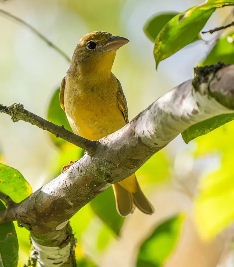 Summer Tanager, female