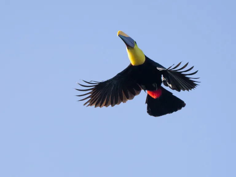 Chestnut-mandibled Toucan