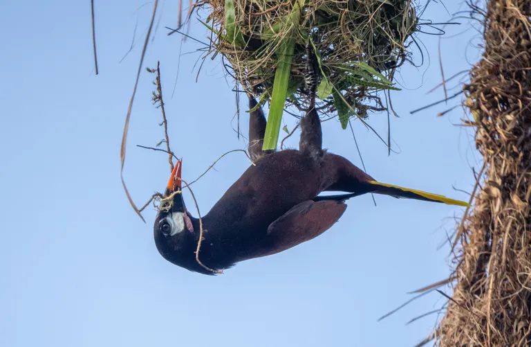 Montezuma Oropendola