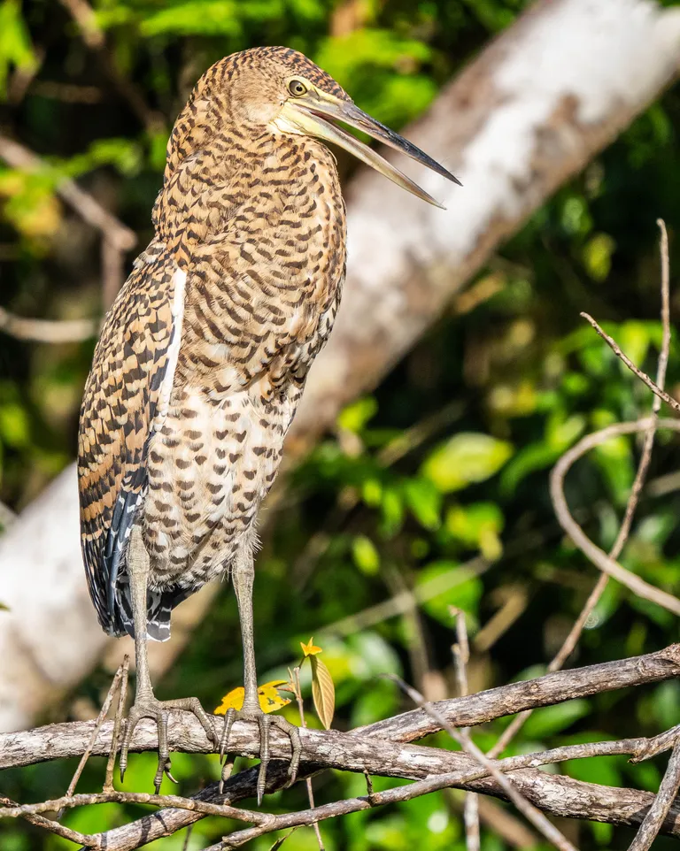 Buff-throated Tiger-Heron