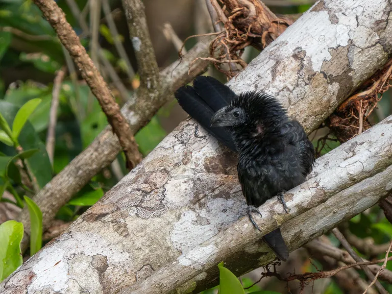 Grove-billed Ani