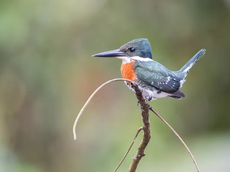 Green Kingfisher