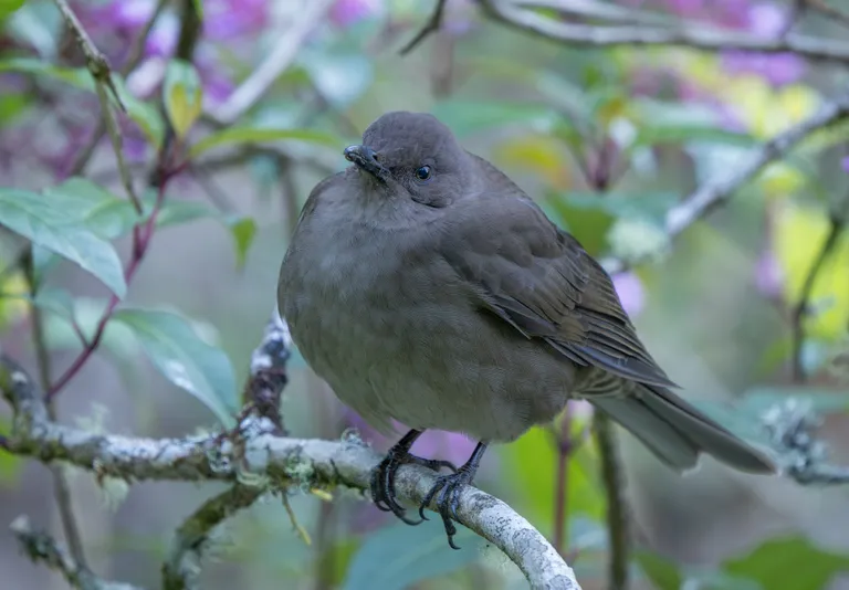 Clay-colored Thrush, Costa Rica's National bird