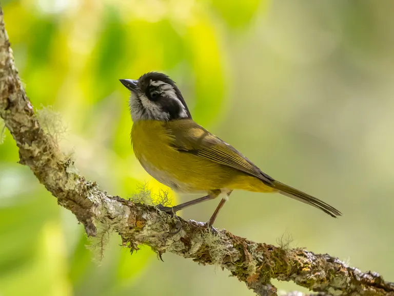 Sooty-capped Chlorospingus