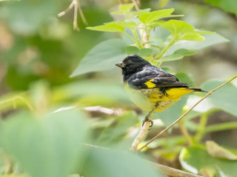 Yellow-bellied Siskin