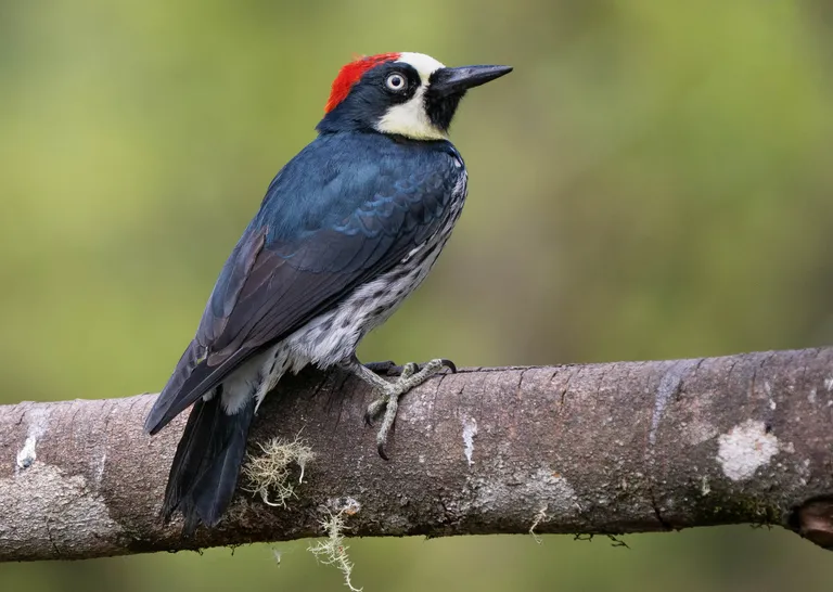 Acorn Woodpecker