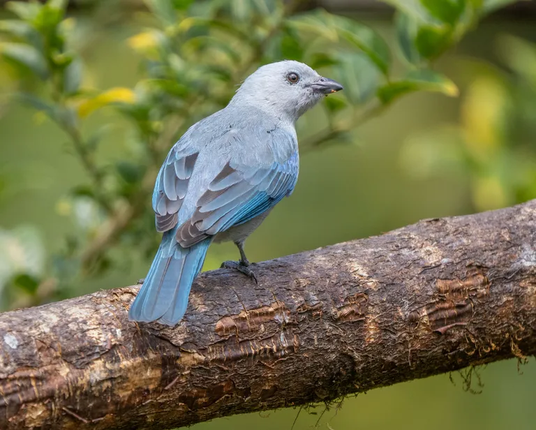 Blue-gray Tanager