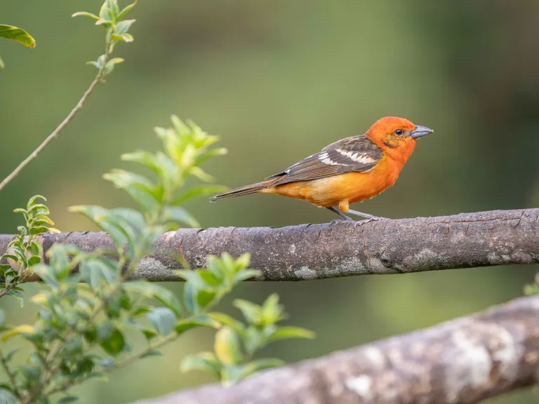 Flame-colored Tanager
