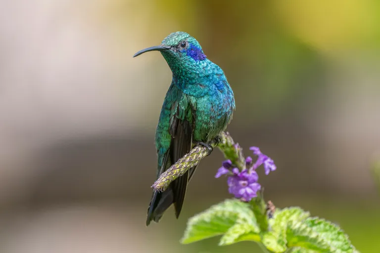Green Violetear