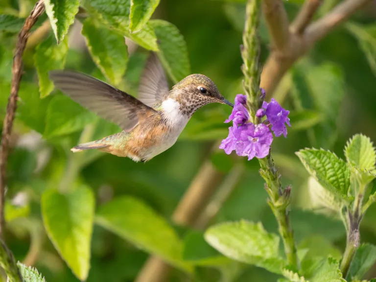 Scintillant Hummingbird