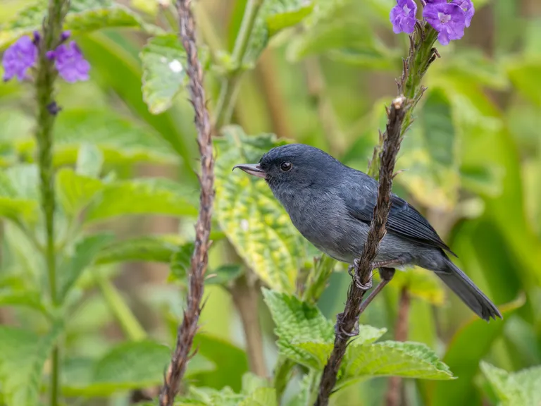Slaty Flowerpiercer