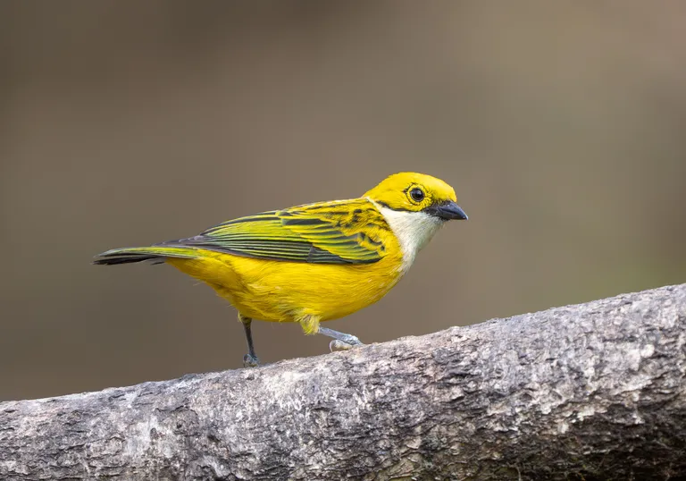 Silver-throated Tanager