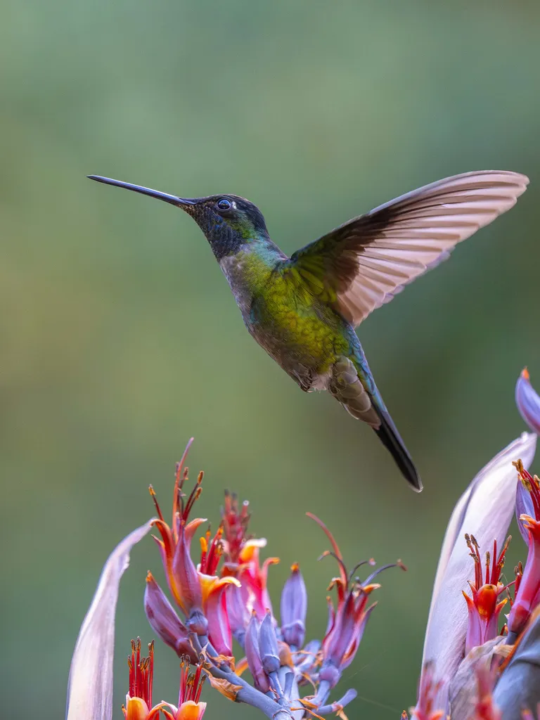 Talamanca Hummingbird
